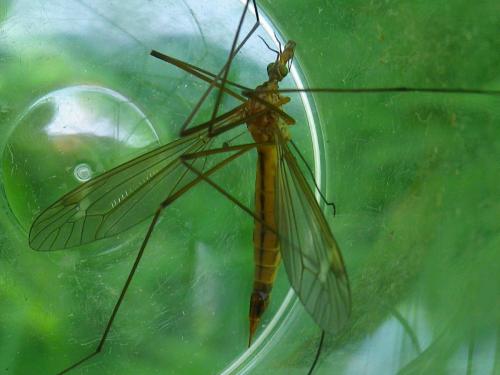 Réf. 286 623 : Tipula sp.